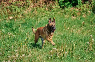 Obraz premium Belgian Shepherd outside running through field scattered with dandelions