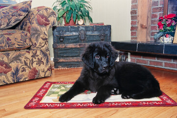 Black Newfoundland puppy curled up on mat on wooden floor inside near fireplace