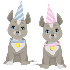 Two gray dogs sit in birthday hats