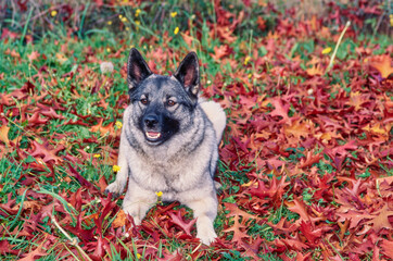 Norwegian Elkhound laying down outside in red autumn leaves and grass