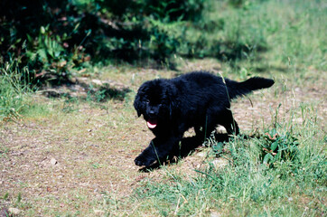 Cute Fluffy Black Newfoundland puppy walking through field outside on sunny day