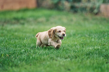 American Cocker Spaniel puppy running in grass outside