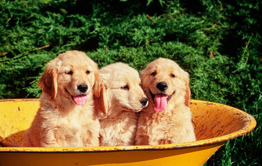 Three cute golden retriever puppies sitting in yellow wheelbarrow bucket
