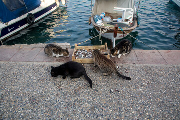 Foca - Izmir - Turkey, January 28, 2023, Cats eating fish in front of boats in the harbor
