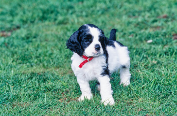 American Cocker Spaniel puppy standing outside in grass