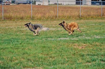 Two Belgian Shepherds racing in field in park near chain link fence