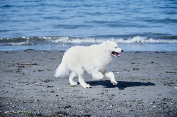 Samoyed running on a beach by the ocean