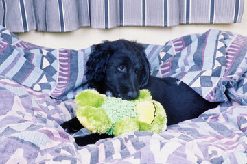 Black Afghan puppy with green toy