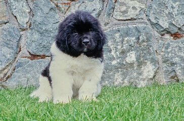 Newfoundland puppy sitting in front of stone wall outside in grass