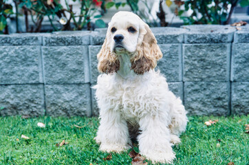 American Cocker Spaniel sitting in grass outside in front of concrete brick wall