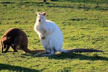 Wallaby blanc