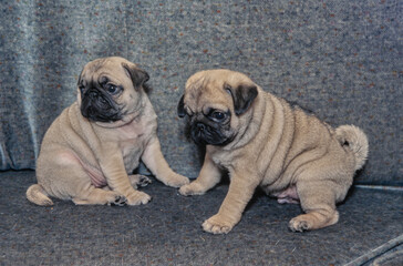 Obraz premium Two pug puppies sitting on grey couch