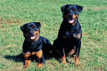 Rottweilers together in a field