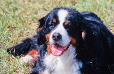 Close up of Bernese Mountain Dog in field
