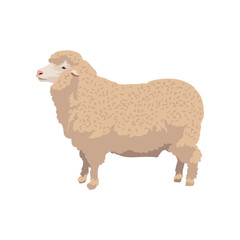 Comic sheep vector illustration. Cartoon drawing of domestic animal, material for yarn for knitting isolated on white background. Knitwork, hobby, agriculture or farming, animals concept