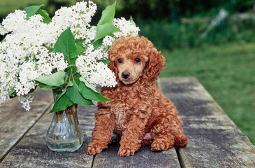 Mini Poodle puppy on table with flower centerpiece