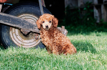 Mini Poodle puppy in grass next to wheel