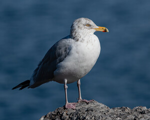 A close up of herring gull