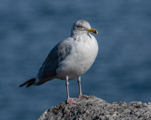 Obraz premium A close up of herring gull