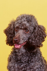 Portrait of Mini Poodle on a yellow backdrop