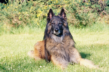 Belgian Shepherd laying down in field in front of green bushes with yellow flowers