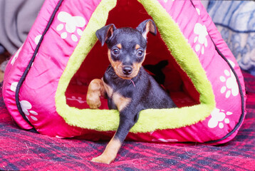 Mini Pinscher puppy in dog tent