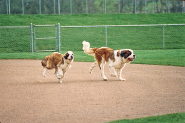 St. Bernards running on the baseball field