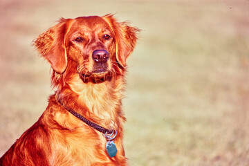 Obraz premium Closeup of Golden Retriever face outside