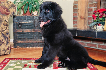 Black Newfoundland puppy sitting on mat on wooden floor inside near fireplace with tongue out