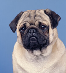 Obraz premium Portrait of Pug face on blue background