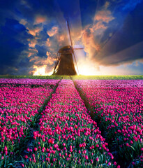 Fairytale mystical stunning magical spring landscape with tulip half a mile on the background of a...