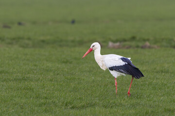 Close up and in focus of a foraging adult Stork, Ciconia ciconia, with beautiful red bill in a green pasture against blurred background