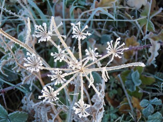 frost on wildflower head in the countryside