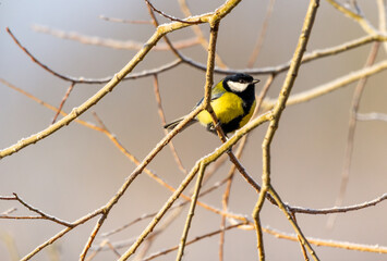 Great tit (Parus major) siting on brunch. blured background 