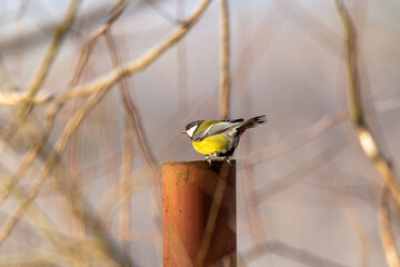 Great tit (Parus major) siting on iron pipe. blured background 