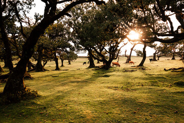 The Fanal forest is located at the mountain plateau Paul da Serra in the north-west part of...