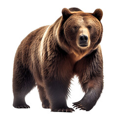 ferocious grizzly bear On a clean background. generative AI - obrazy, fototapety, plakaty