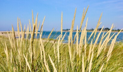 D&uuml;nengras auf der Landzunge Sillon de Talbert in Frankreich
