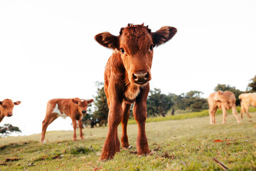 cute cows in Fanal forest during a summer day, in wild nature, cows and calves,Madeira © Dominik