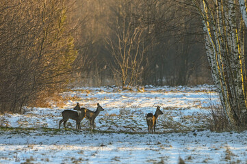 Deer grazing in winter in the meadow.