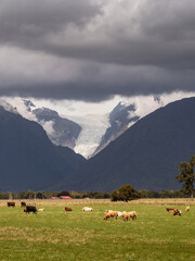 Fototapeta na wymiar Cows grazing in a field in New Zealand with Fox Glacier appearing beneath the clouds in the distance