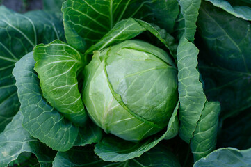 Fresh organic cabbage in vegetable garden.Vegetarian, healthy food,agriculture concept. Cultivation of cabbage.
