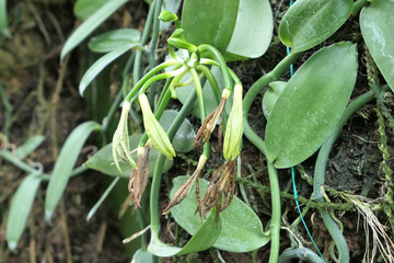 Vanilla plant with faded flowers and fresh growing vanilla beans in the garden.