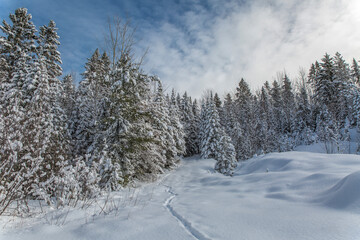 Canadian winter landscape.  Cold winter afternoon in Quebec, Canada.   Winter landscape in Canada.