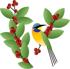Coffee beans and Bird illustration | Bird on a branch vector | Coffee, Coffea | Blue-breasted Bee-eater | Merops variegatus