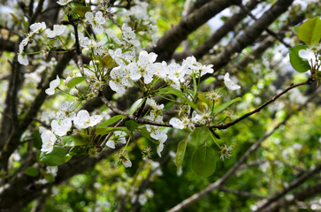 blossoming tree in spring