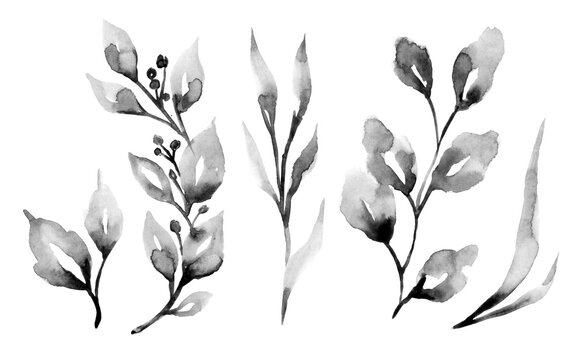 Set of hand drawn black leaf silhouettes. Design elements with ink and brush. Branches with long leaves collection. Hand drawn foliage, herbs, tree twig. Cliparts isolated on white