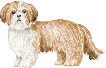 Shih tzu dog watercolour illustration
