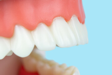 Dental Teeth Model dentures on blue background, close-up. Dental Model. Close up tooth model mock tooth on blue background, close-up.
