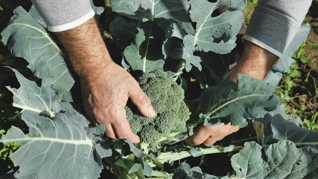Broccoli plant growing in vegetable garden. Hands of man gardener cutting ripe broccoli. Seasonal healthy eating. Organic gardening.